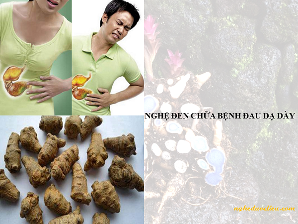 Nghệ đen chữa bệnh đau dạ dày