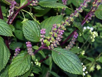 Chữa khỏi bệnh gút không ngờ bằng bài thuốc lá cây cực đơn giản