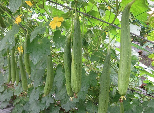 ky-thuat-trong-cay-muop-01