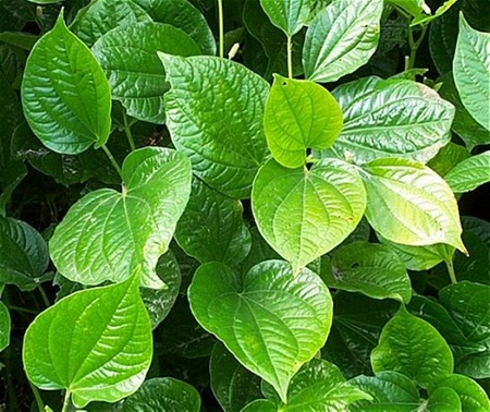 Giải độc "khẩn cấp" bằng lá lốt