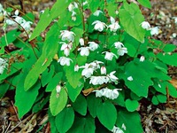 Loại thảo dược chữa yếu sinh lý khiến hoàng đế cũng phát cuồng