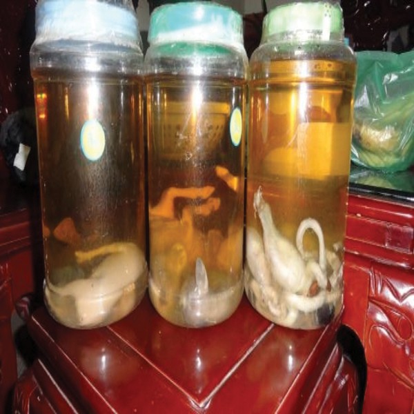 Đừng tự rước họa vì uống rượu ngâm - Ảnh 2. Đừng tự rước họa vì uống rượu ngâm - Ảnh 2.