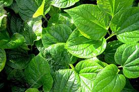 la-lot-tri-dau-khop-hieu-qua