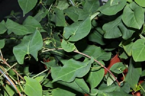 hà thủ ô chữa tóc bạc