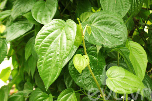 Bài thuốc chữa bệnh trĩ bằng lá trầu không