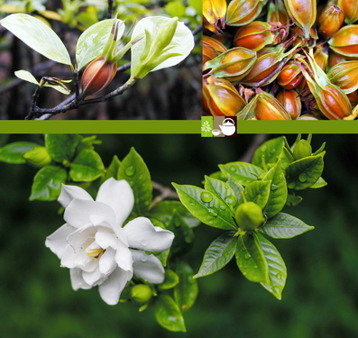 Chi tử (hạt khô của cây dành dành) là vị thuốc trong bài “Chi tử bá bì thang” trị viêm gan hoàng đản cấp giai đoạn bệnh đã bớt, nhưng vẫn còn sốt, toàn thân phát vàng, miệng khát,… Chi tử (hạt khô của cây dành dành) là vị thuốc trong bài “Chi tử bá bì thang” trị viêm gan hoàng đản cấp giai đoạn bệnh đã bớt, nhưng vẫn còn sốt, toàn thân phát vàng, miệng khát,…