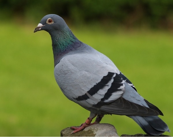 Thịt chim bồ câu