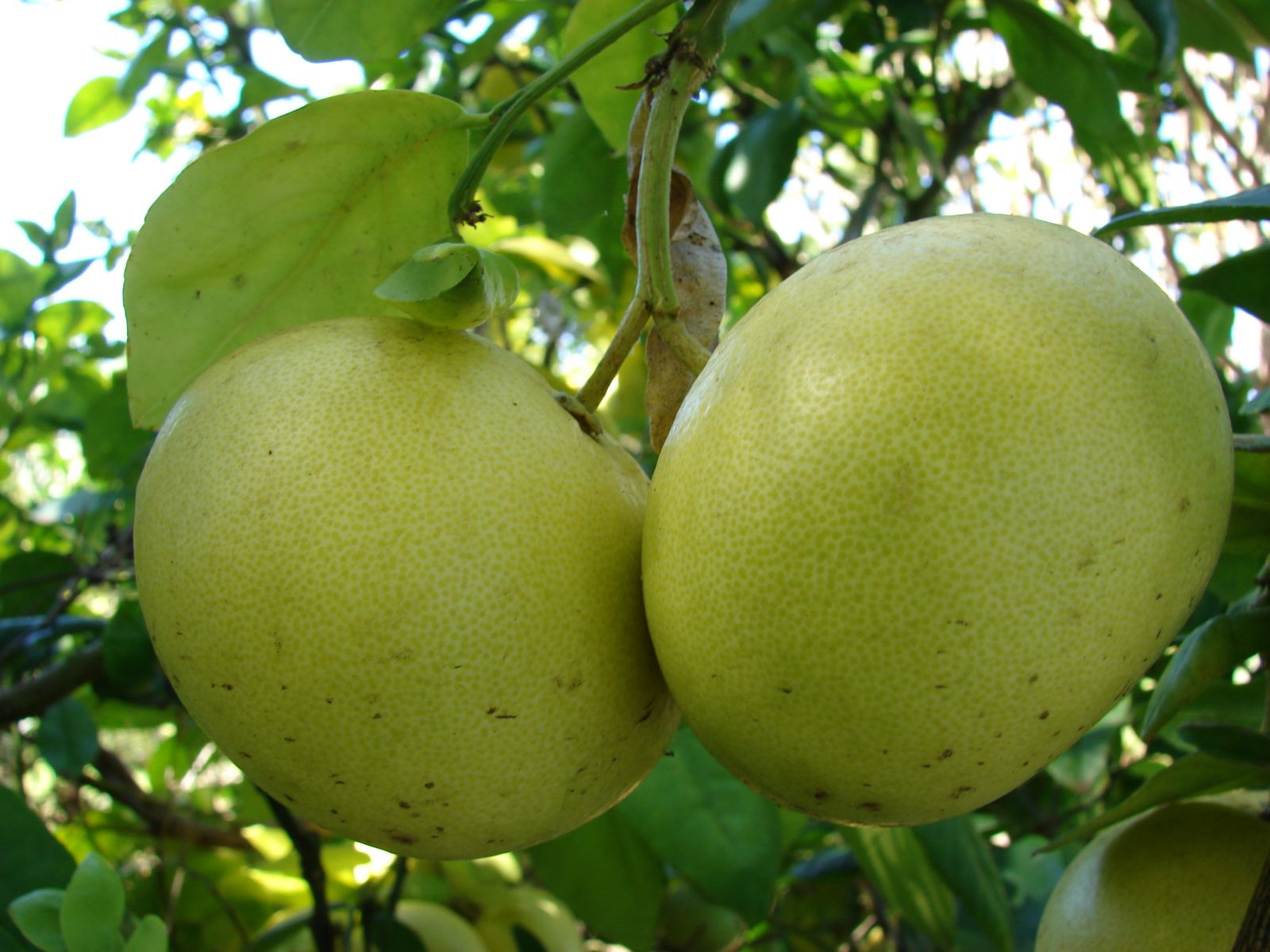 Nhung-thuc-pham-giup-la-gan-khoe-manh-hon-moi-ngay3