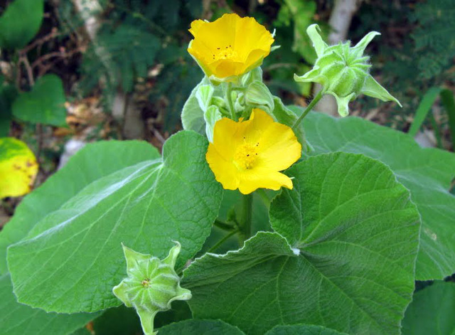 bai-thuoc-nam-don-gian-dieu-tri-sot-xuat-huyet