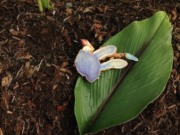 Chữa lành những vết bỏng