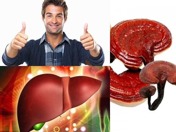 Tác dụng của nấm linh chi đối với bệnh gan