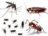 Mẹo khiến ruồi, muỗi, gián, chuột phải chạy ra khỏi nhà “tức tốc”