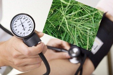 Chữa bệnh cao huyết áp bằng thuốc đông y 