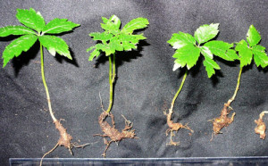 tac-dung-cua-sam-ngoc-linh-1