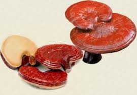 tac-dung-cua-nam-cho-trong-lam-dep1