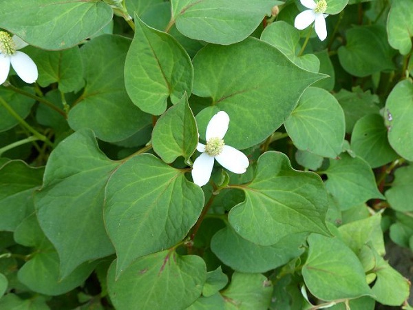 Cách trị bệnh phụ khoa bằng rau diếp cá xông với bồ kết