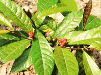 Công dụng của cây Đơn răng cưa