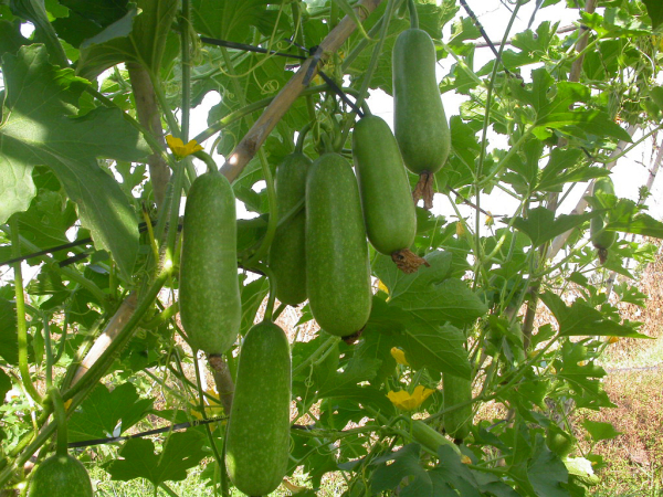 giam-can-hieu-qua-bang-bi-dao