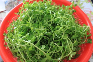 tac-dung-cua-rau-dang