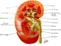 Những dấu hiệu cảnh báo bạn đã 'chớm' bị bệnh thận