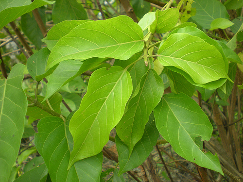 Cách chữa bệnh trị bằng lá vông