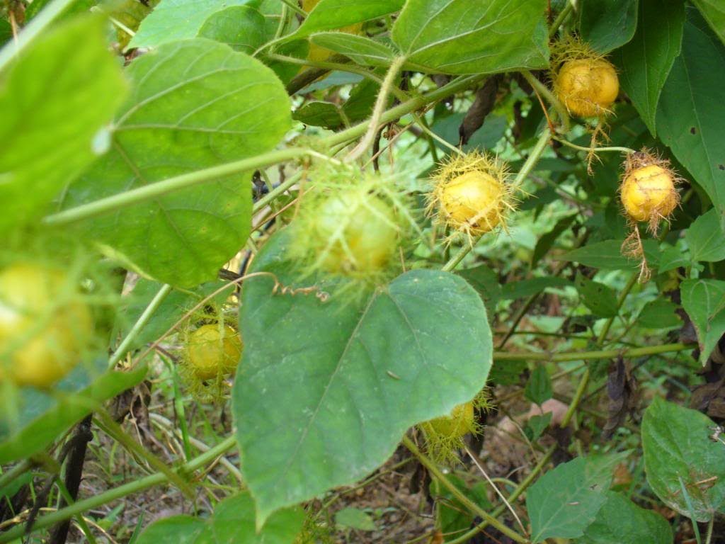 cach-tri-tham-quang-mat-hieu-qua-voi-cay-lac-tien1