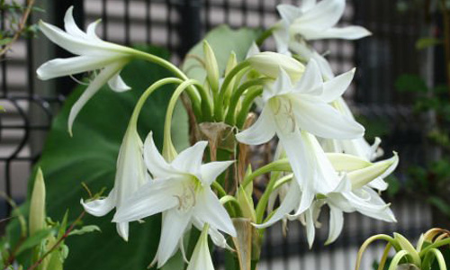 Bài thuốc chữa u xơ tử cung bằng trinh nữ hoàng cung