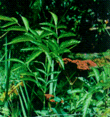 Cây gối hạc trị thấp khớpBộ phận dùng làm thuốc là rễ (Radix Leeae Rubrae), được thu hái rễ vào mùa hè thu. Ðào về, rửa sạch, thái lát, phơi hay sấy khô.