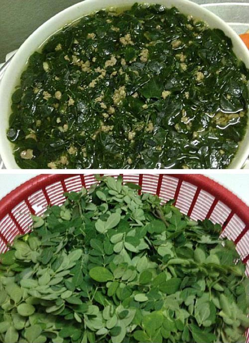 Hướng dẫn các cách chế biến từ rau chùm ngây