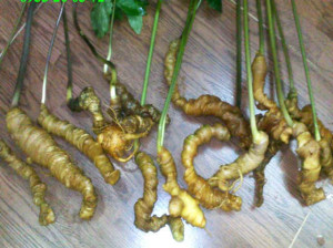 sam-ngoc-linh-tuoi2-s