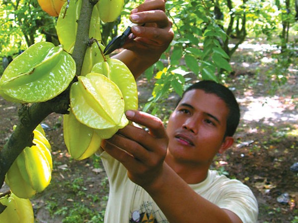 Công dụng làm thuốc, chữa bệnh của quả khế 1 Công dụng làm thuốc, chữa bệnh của quả khế 1