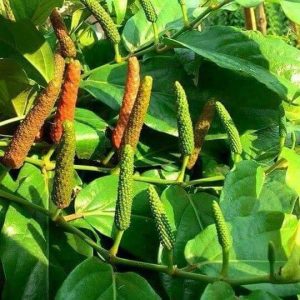 tieu-lot-tri-ung-thu