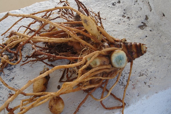 Dùng tinh bột nghệ đen hay vàng tốt hơn cho sức khỏe?