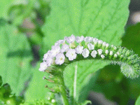 Mách bạn bài thuốc hay: dùng cây vòi voi chữa viêm xoang