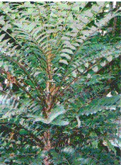 Cẩn trọng lời đồn thổi quá đáng thuốc từ cây Bá bệnhCây Bá bệnh còn gọi là cây Bách bệnh hay cây Hậu phác nam, tên khoa học là Eurycoma longifolia Jack subsp.