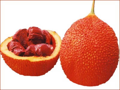 Cây gấc: Cây mật gấu nhiều công dụng kỳ diệu
