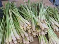 Thực hư thông tin uống nước sả tươi chữa được ung thư