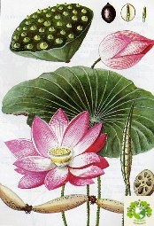 Cây Sen
