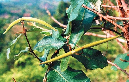 công dụng của cây hà thủ ô