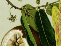 Công dụng của cây Đại phong tử không phải ai cũng biết