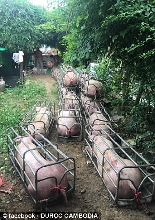 Lợn lực sĩ do biến đổi gene - Mối lo ngại mới của người tiêu dùng - Ảnh 1. Lợn lực sĩ do biến đổi gene - Mối lo ngại mới của người tiêu dùng - Ảnh 1.
