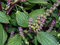 Tía tô: Công dụng quý mà có thể bạn chưa biết