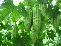 Mặt trái đáng sợ của mướp đắng bạn nhất định phải biết