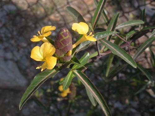 công dụng của cây kim vàng