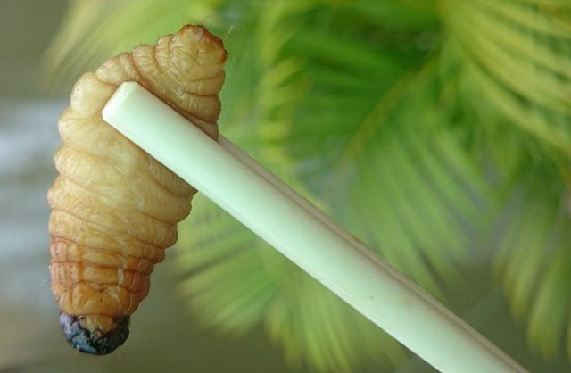 (Ảnh: Lao động)