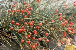 bai-thuoc-chua-hen-suyen-tu-cay-ma-hoang-suckhoenhivn-1650