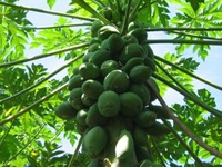 Công dụng 'không thể ngờ' của xoài xanh, chuối xanh, đu đủ xanh