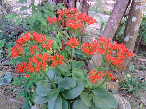 Công dụng của cây lá bỏng