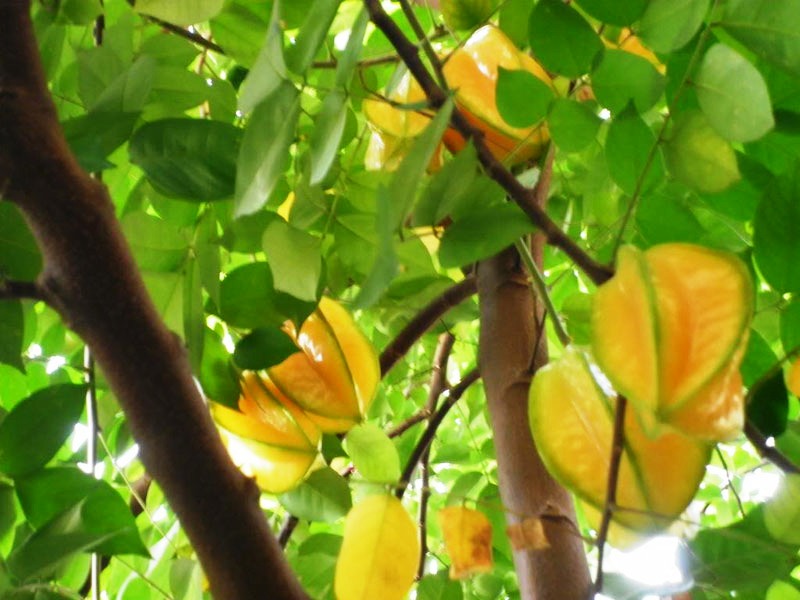 Những món ăn nào nên đưa vào thực đơn sau sinh?