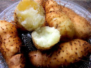 khoai-tu